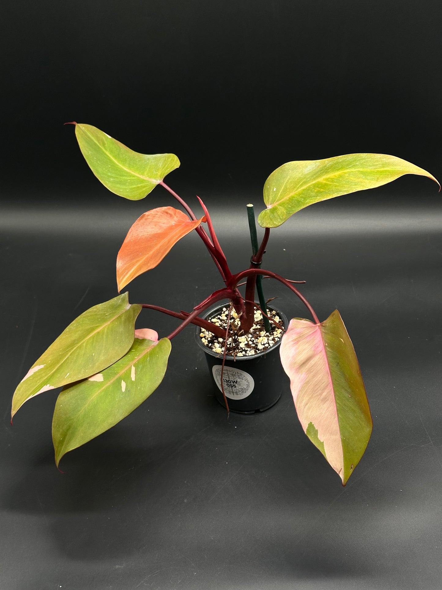 Philodendron Erubescens 'Persimmon Princess' in a 4-inch pot, features variegated green, pink, and orange lance-shaped leaves with burgundy stems, staked for support.
