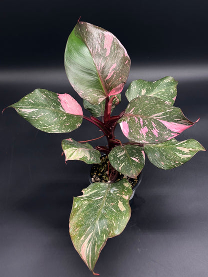 Philodendron erubescens sp. 'White Knight Pink' in a nursery pot, showcasing dark green leaves marbled with pink and white, on burgundy stems.