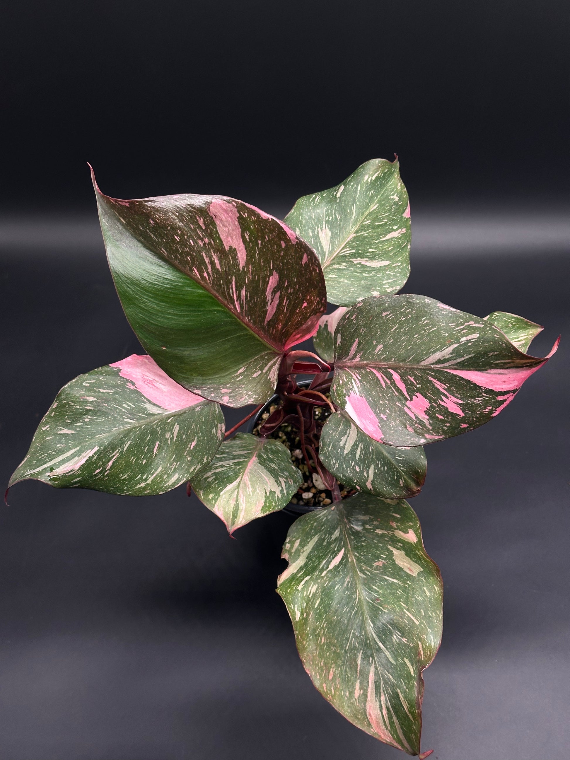 Philodendron erubescens sp. 'White Knight Pink' with glossy arrow-shaped leaves in dark green, pink, and white variegation, featuring dark burgundy stems.