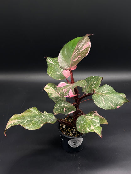 Philodendron erubescens sp. 'White Knight Pink' in a nursery pot, showcasing variegated green leaves with pink speckles, against dark background.