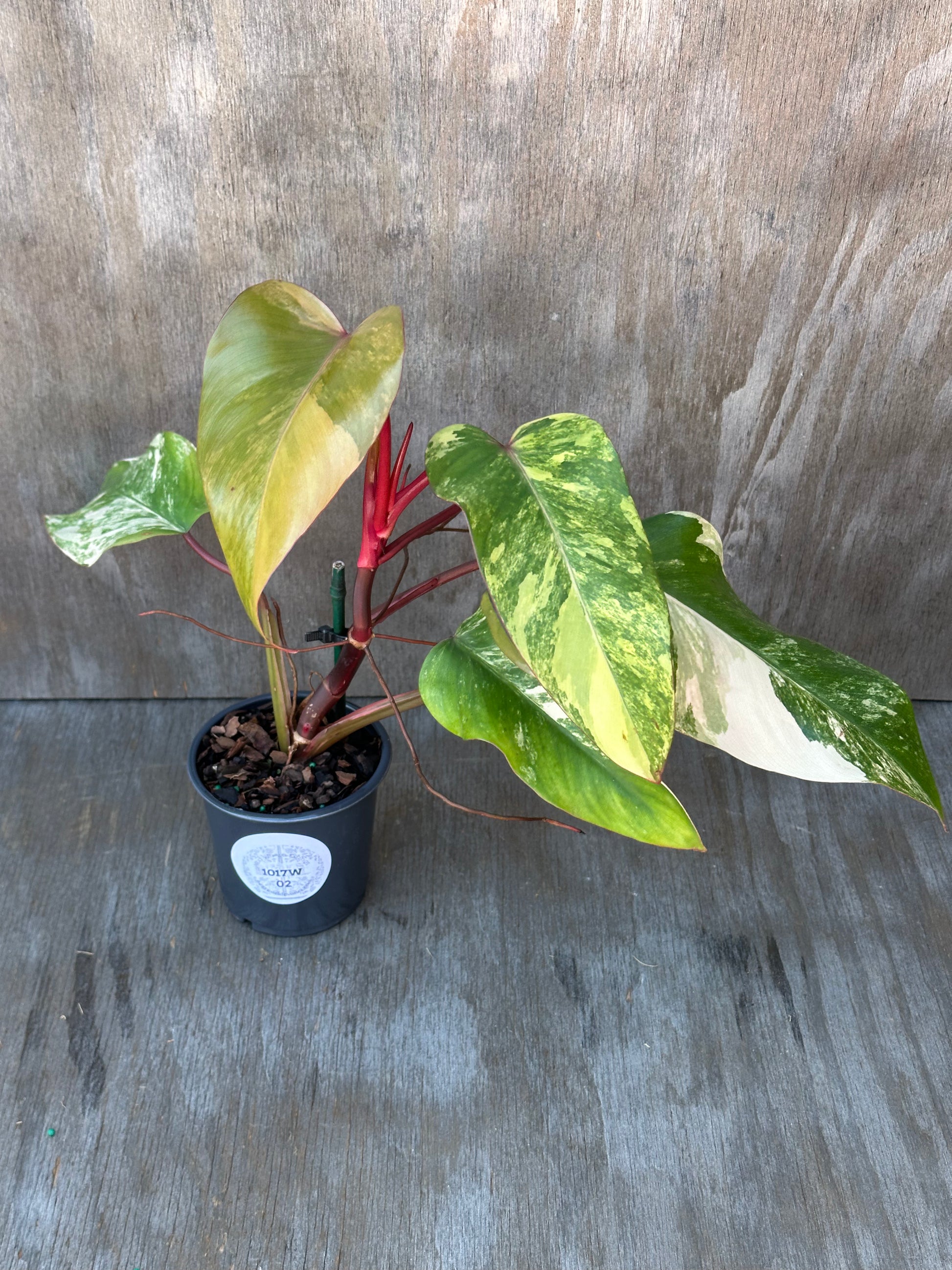 Philodendron Erubescens cv. 'Strawberry Shake' Variegated, a potted plant with red and green leaves, in a 4-inch pot on a wooden surface.