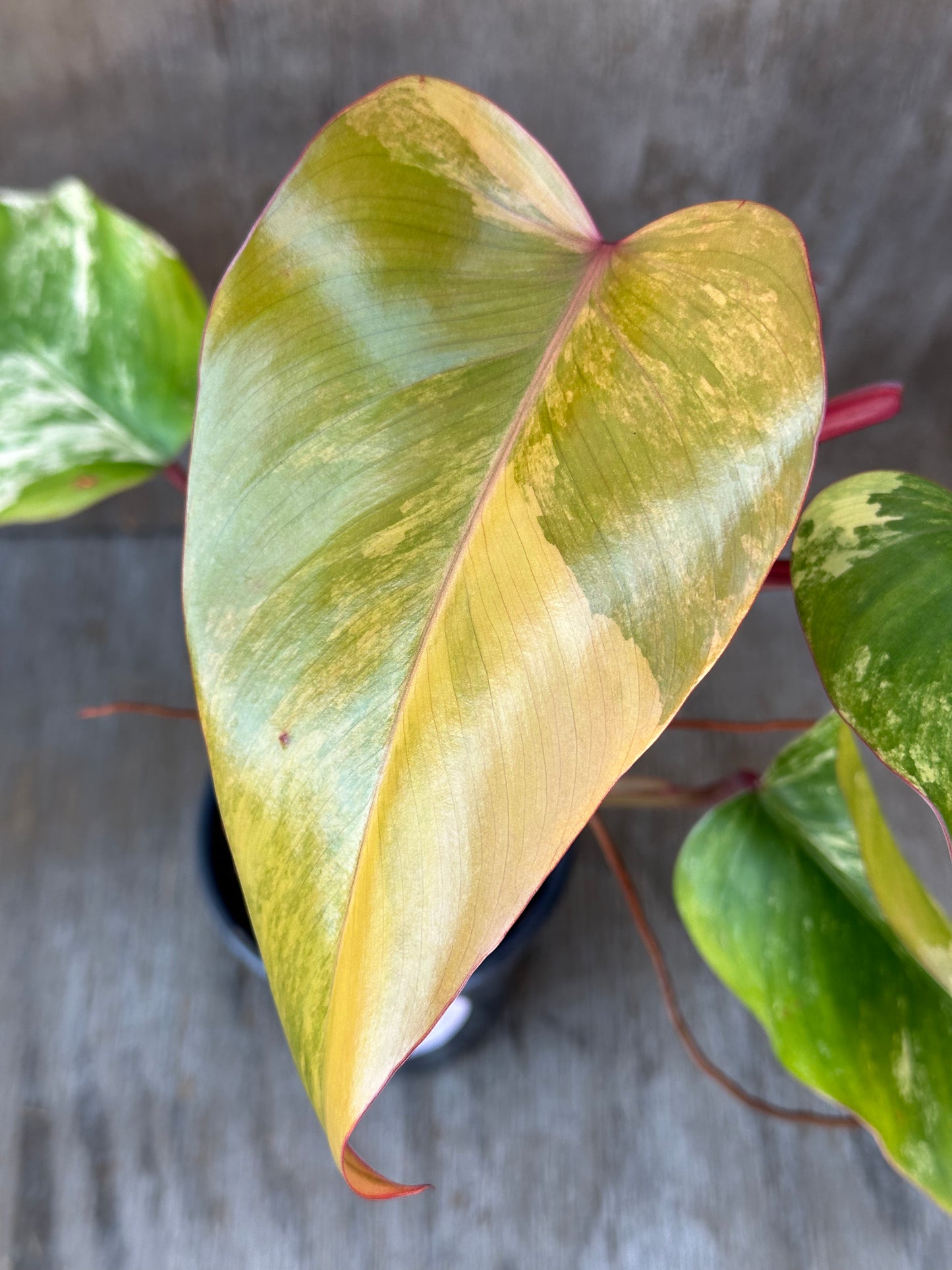 Close-up of Philodendron erubescens 'Strawberry Shake' leaf, showcasing its variegation, in a 4-inch pot from Next World Exotics.