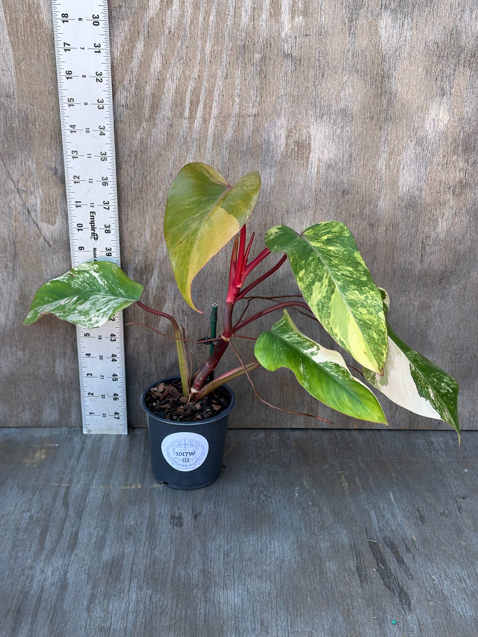 Philodendron Erubescens cv. 'Strawberry Shake' variegated plant in a 4-inch pot, shown beside a ruler for size reference. Perfect for exotic houseplant enthusiasts.