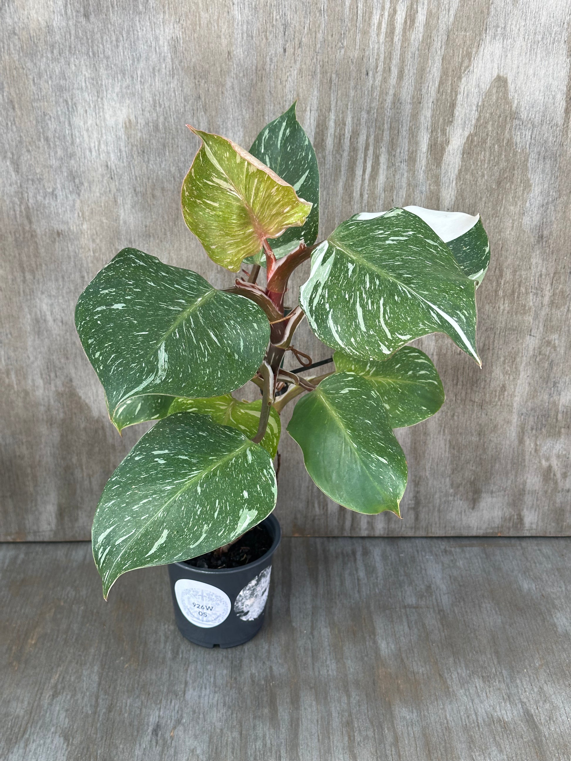 Philodendron Erubescens 'White Knight Galaxy' in a decorative pot, showcasing its variegated green and white leaves. Perfect for exotic houseplant collectors.