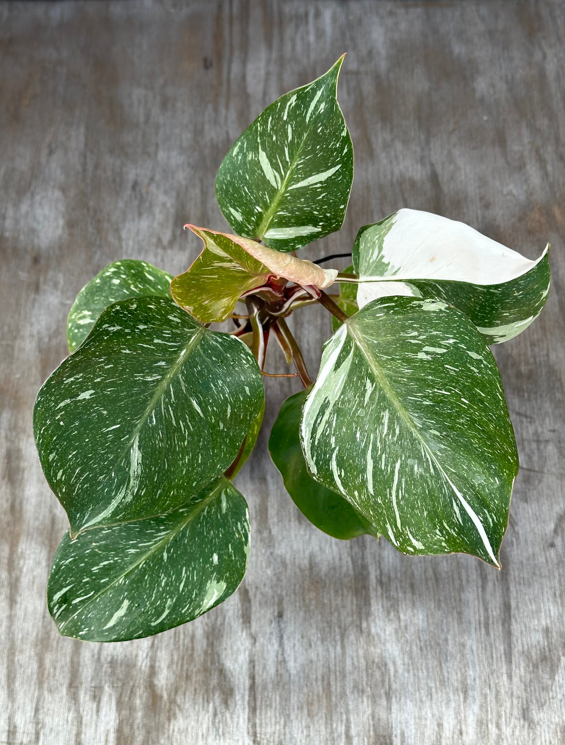 Philodendron Erubescens 'White Knight Galaxy' with variegated green and white leaves, ideal for tropical houseplant enthusiasts and collectors.