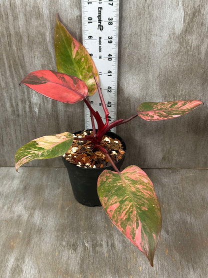 Philodendron 'Fire Princess' in a pot, with a ruler for scale, showcasing close-up details of its distinctive leaves.