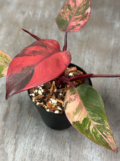 Close-up of a Philodendron 'Red Princess,' showcasing its vibrant red and green leaves in a potted display.