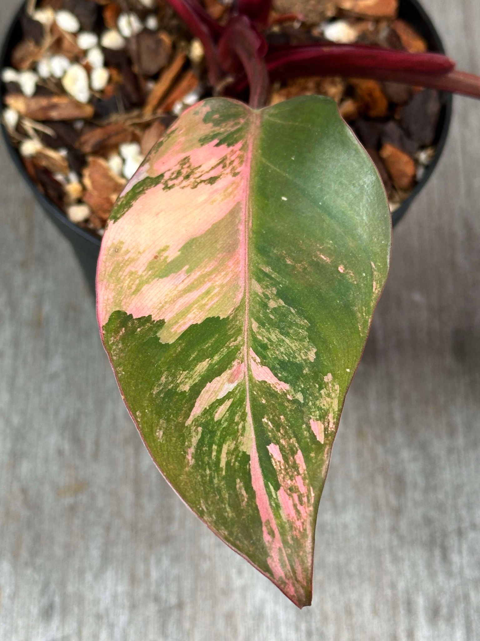 Close-up of a Philodendron 'Fire Princess' leaf, highlighting its distinctive shape and pattern, suitable for indoor plant enthusiasts.