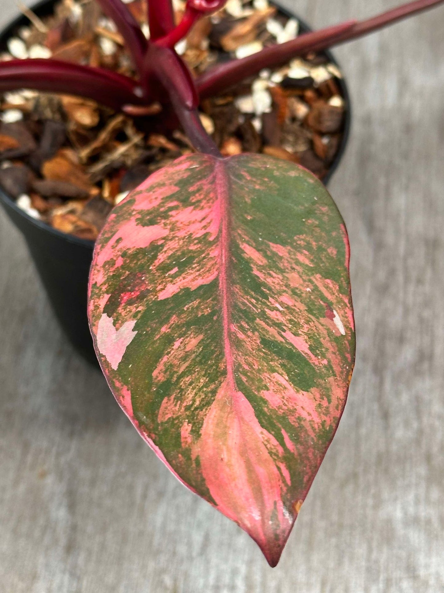 Close-up of Philodendron 'Red Princess' leaf, showcasing its detailed texture and structure.