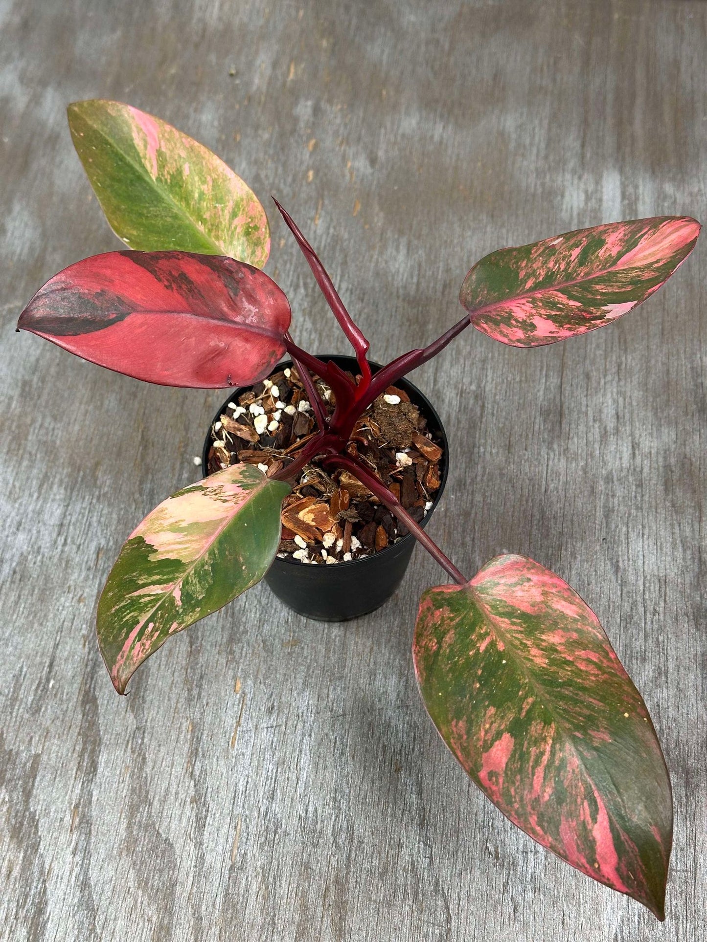 Philodendron 'Red Princess' potted plant featuring distinctive pink and green leaves, ideal for indoor decoration and enhancing home aesthetics.