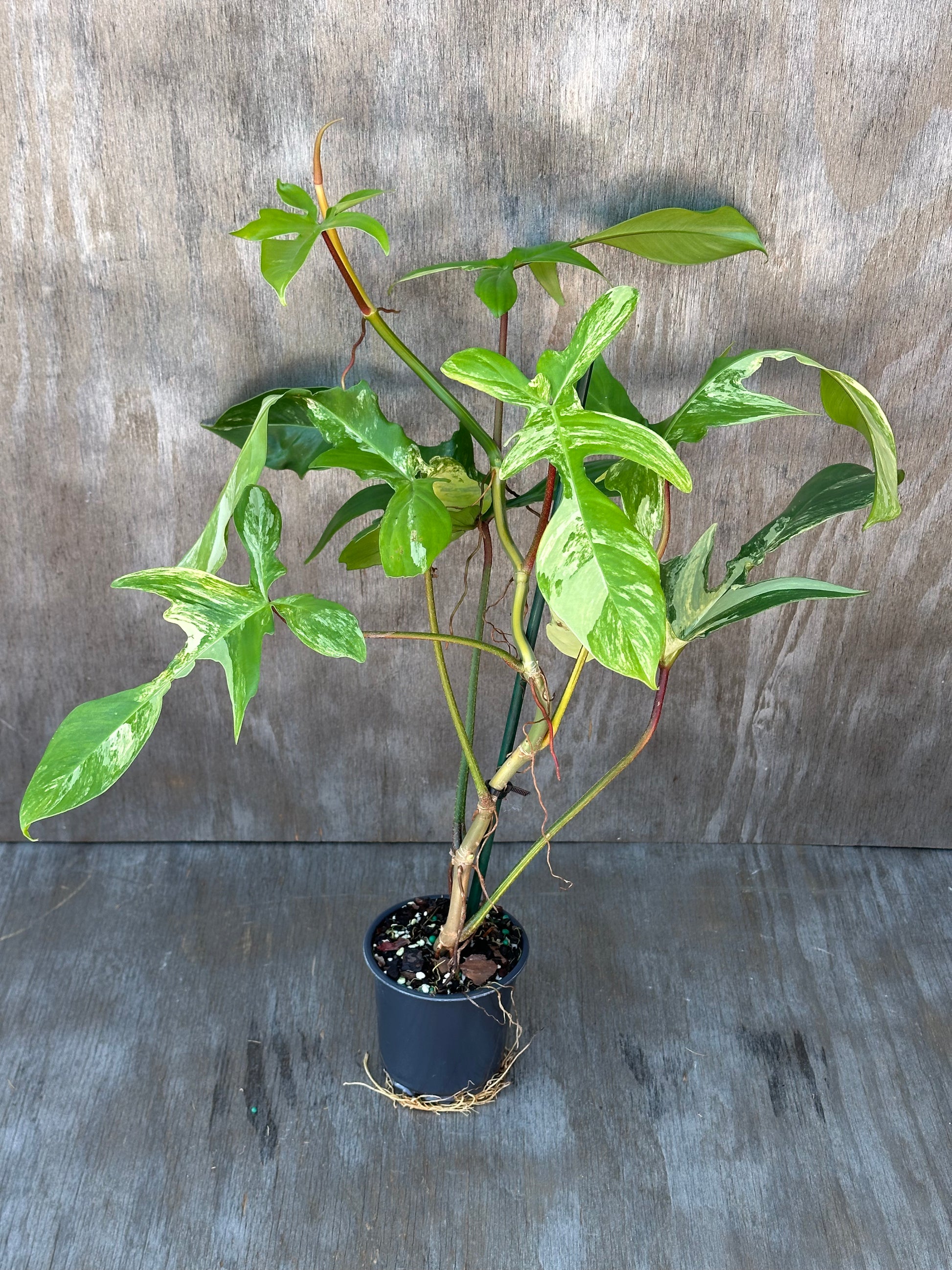 Philodendron 'Florida Beauty' Variegated in a 4-inch pot, showcasing lush foliage, perfect for exotic houseplant enthusiasts from Next World Exotics.