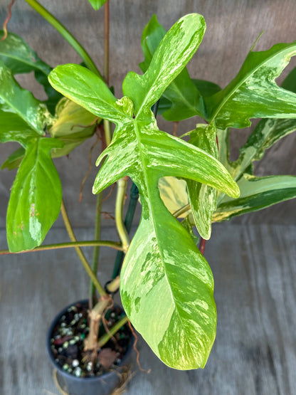 Philodendron 'Florida Beauty' Variegated in a 4-inch pot, showcasing distinctive green leaves with white veins. Ideal for indoor plant enthusiasts and collectors.