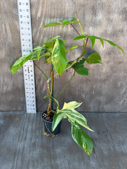 Philodendron 'Florida Beauty' Variegated in a 4-inch pot, showcasing lush, patterned leaves. Ideal for collectors of rare tropical houseplants.