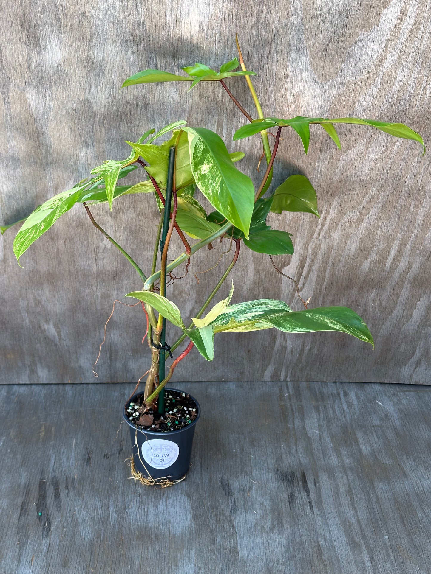 Philodendron 'Florida Beauty' variegated plant in a 4-inch pot, showcasing lush, detailed leaves, perfect for exotic houseplant enthusiasts.