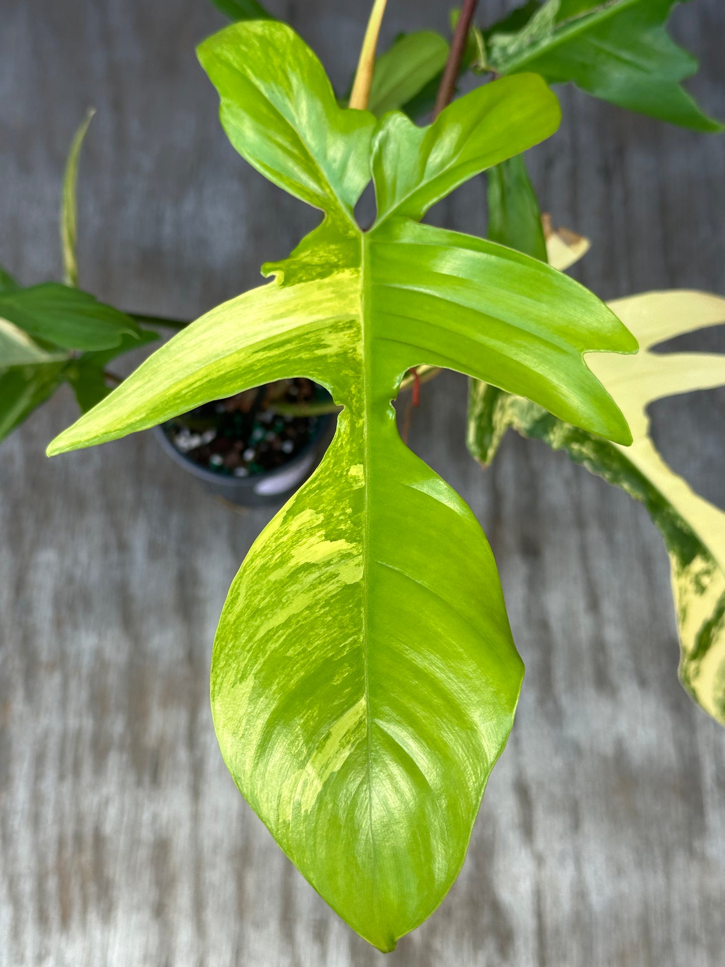 Close-up of a Philodendron 'Florida Beauty' Variegated leaf, showing intricate patterns, in a 4-inch pot. Rare tropical houseplant from Next World Exotics.