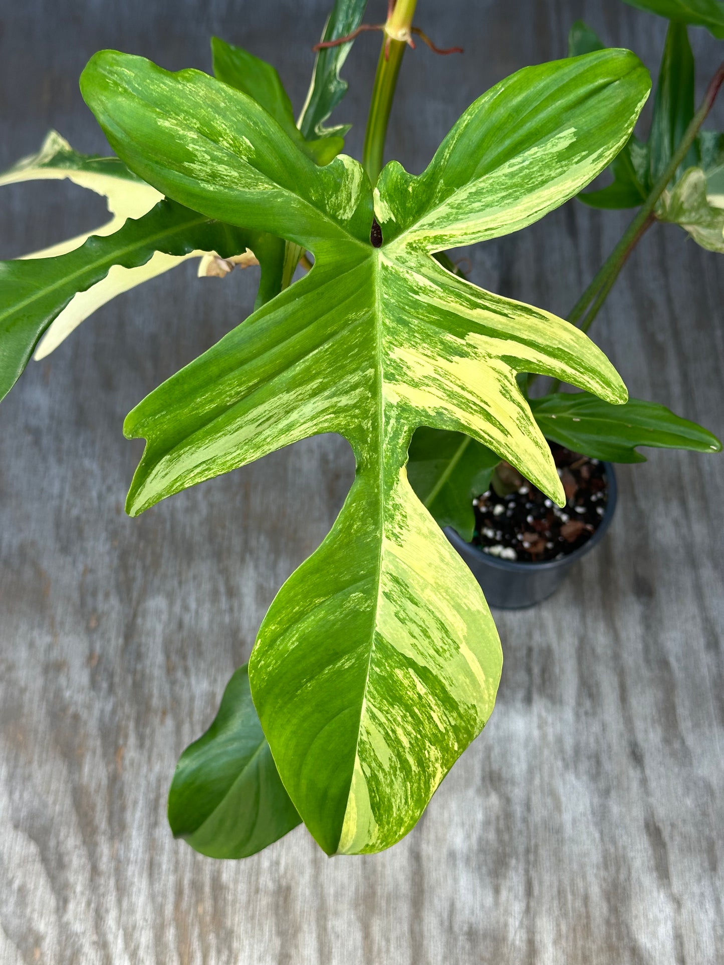 Philodendron 'Florida Beauty' Variegated in a 4-inch pot, showcasing a vibrant green and yellow leaf pattern. Rare and exotic tropical houseplant.