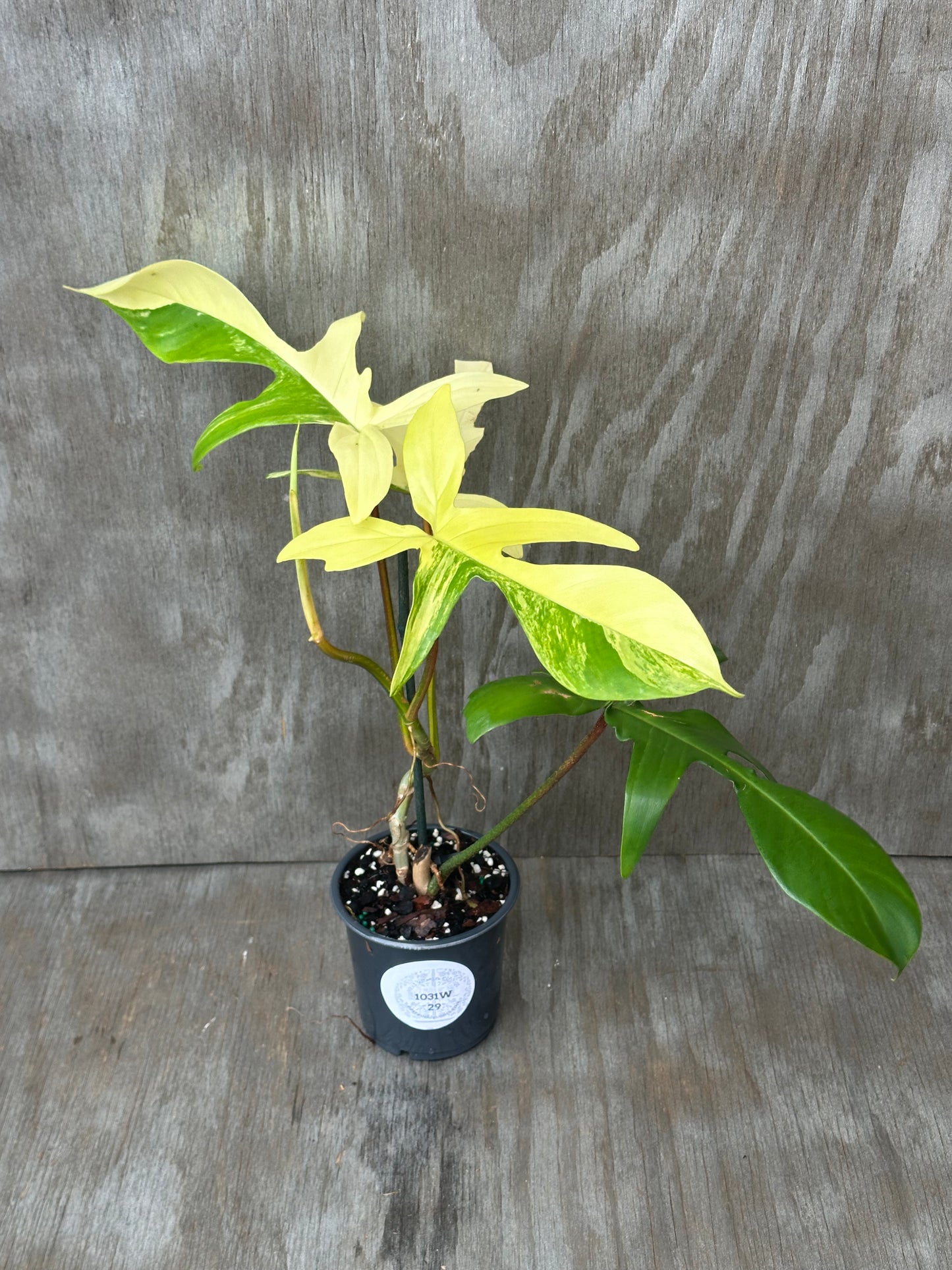 Philodendron 'Florida Beauty' Variegated in a 4-inch pot, showcasing lush foliage with unique patterns, ideal for exotic houseplant enthusiasts.