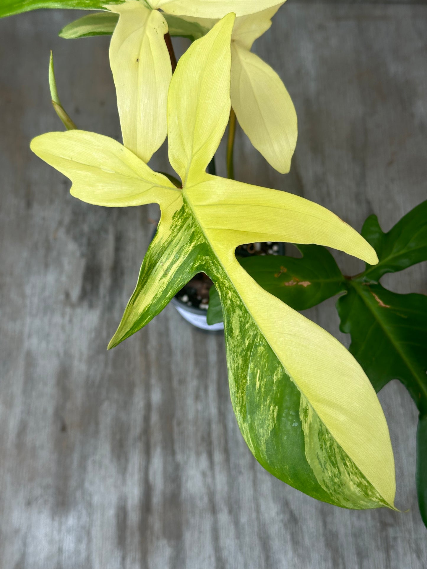 Philodendron 'Florida Beauty' Variegated in a 4-inch pot, showcasing its distinct green and yellow foliage, ideal for tropical houseplant enthusiasts.