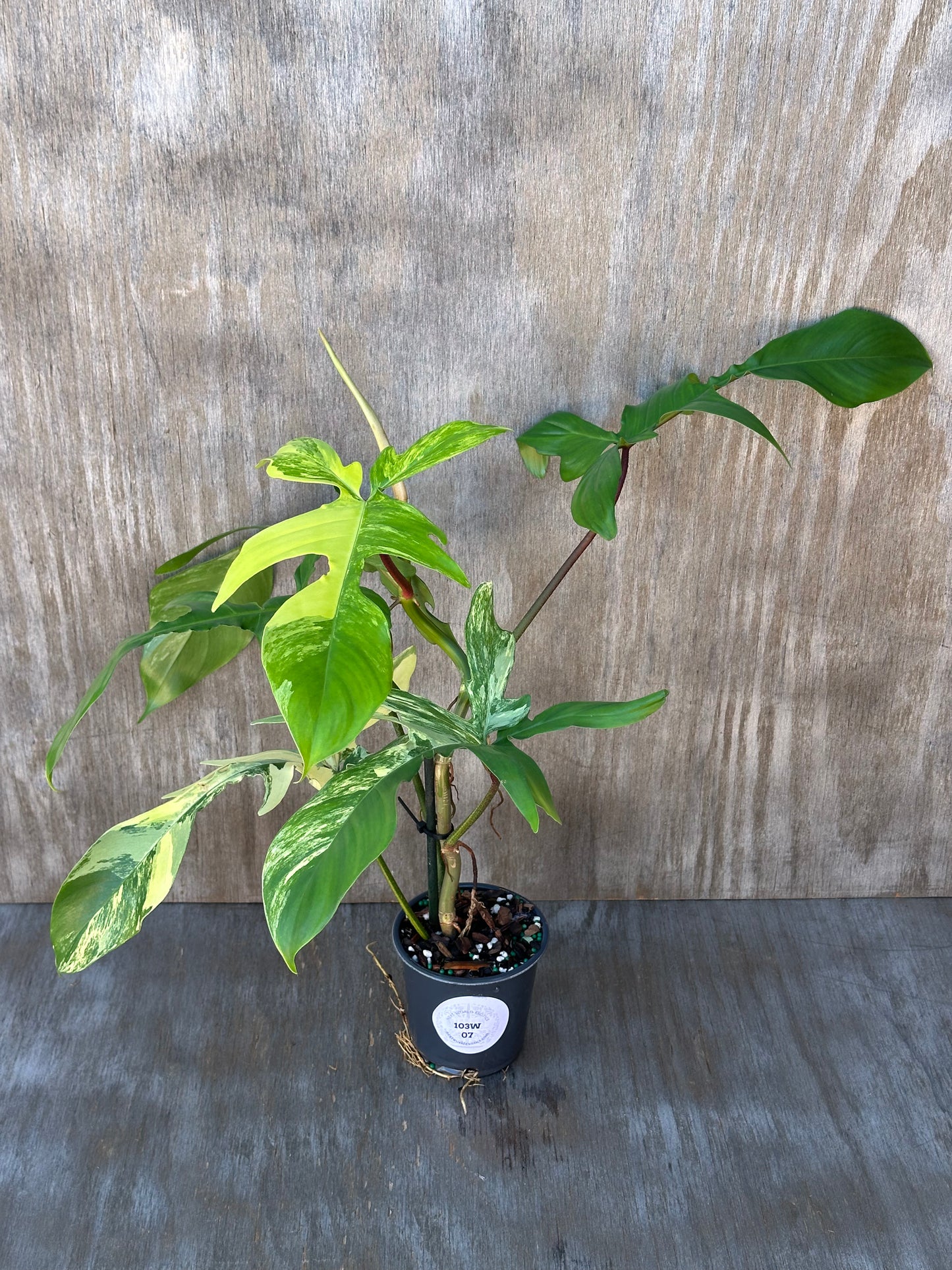 Philodendron 'Florida Beauty' Variegated in a 4-inch pot, showcasing lush green leaves, perfect for exotic houseplant enthusiasts.