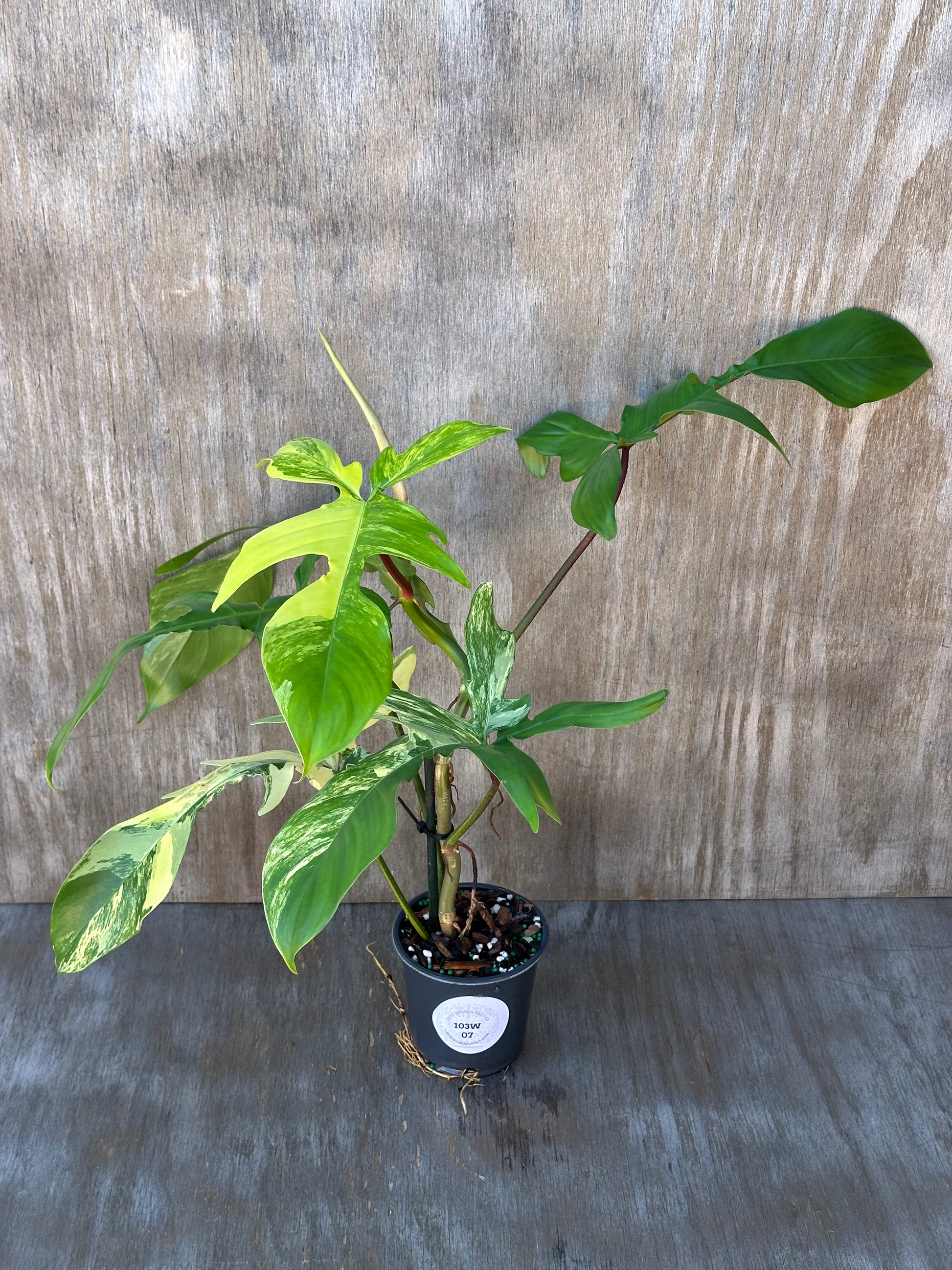 Philodendron 'Florida Beauty' Variegated in a 4-inch pot, showcasing lush green leaves, perfect for exotic houseplant enthusiasts.