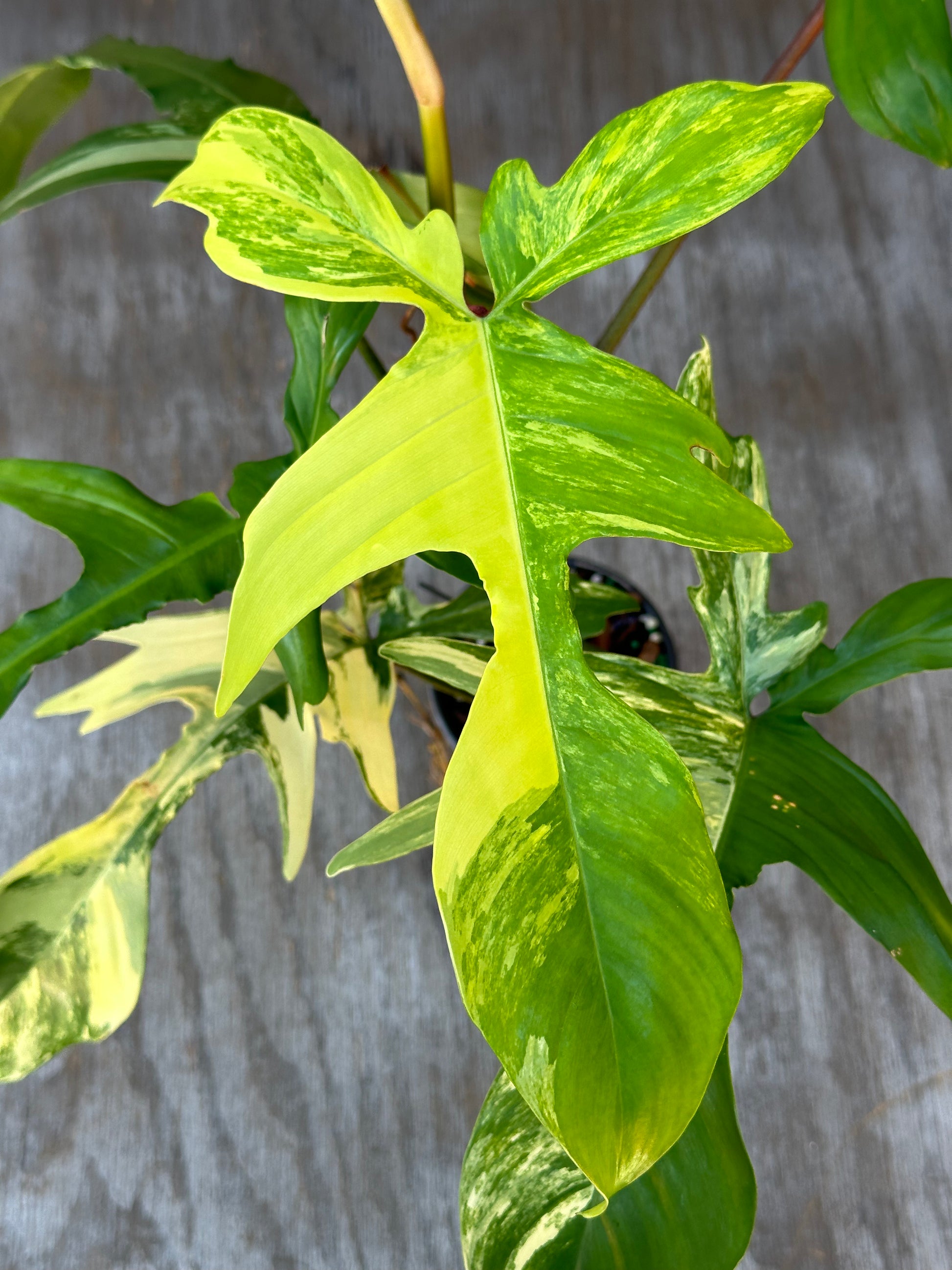 Philodendron 'Florida Beauty' Variegated in a 4-inch pot, showcasing lush green and white variegated leaves. Ideal for exotic houseplant enthusiasts.