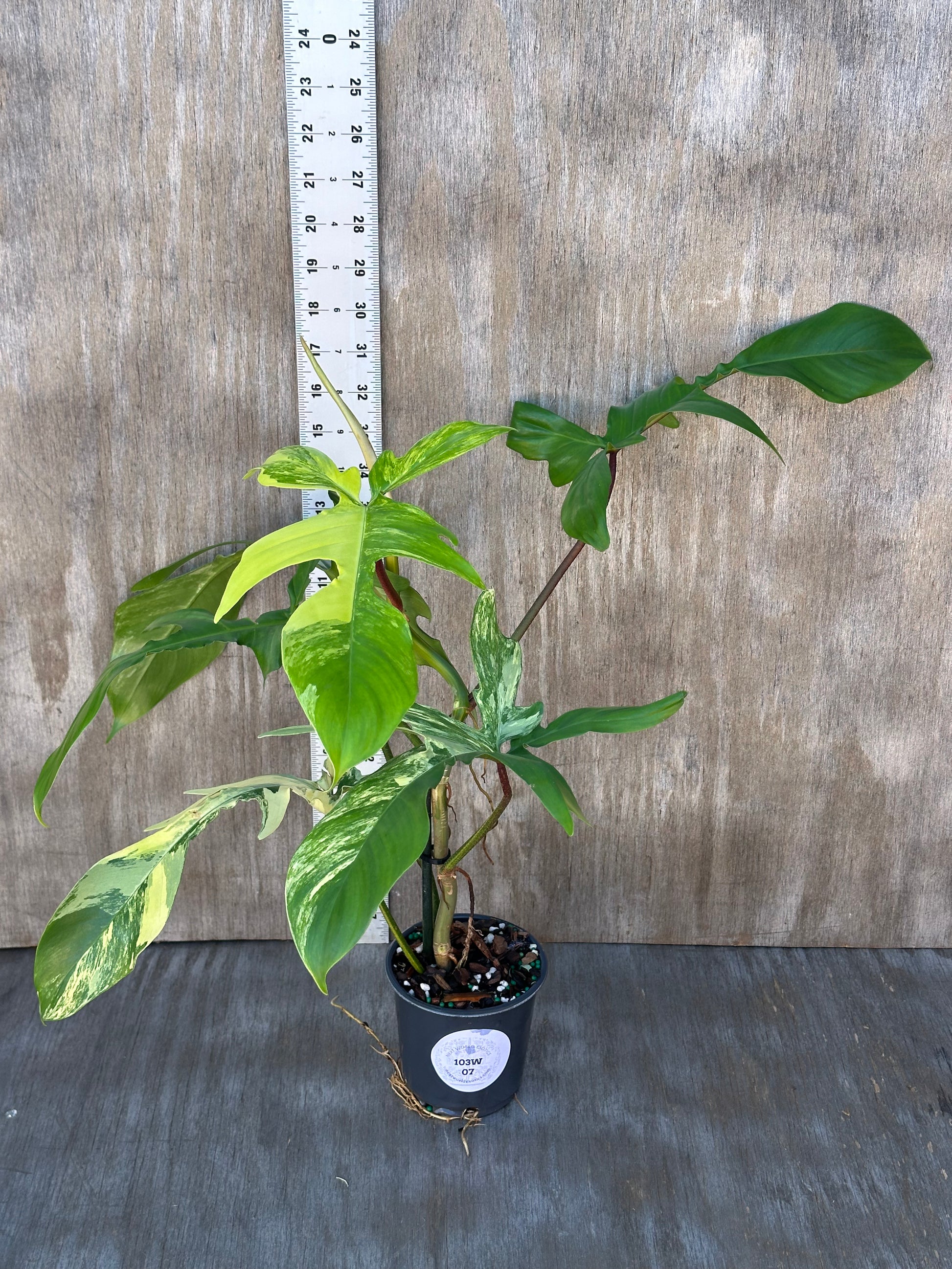 Philodendron 'Florida Beauty' Variegated in a 4-inch pot, showcasing its lush, patterned leaves. Available from Next World Exotics for rare plant collectors.