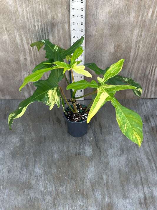 Philodendron 'Florida Beauty' (815W16) with large, serrated leaves in a 5-inch pot, showcasing caramel brown to dark green variegation.