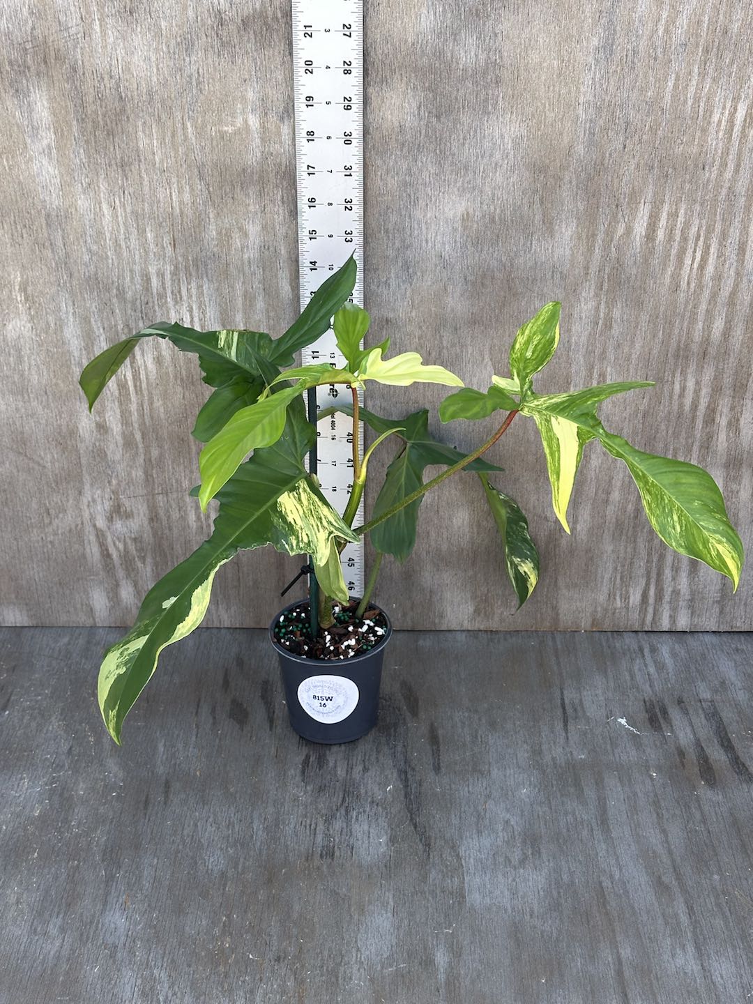 Philodendron 'Florida Beauty' in a 5-inch pot, showcasing large, slender leaves with serrated edges and intricate variegation.