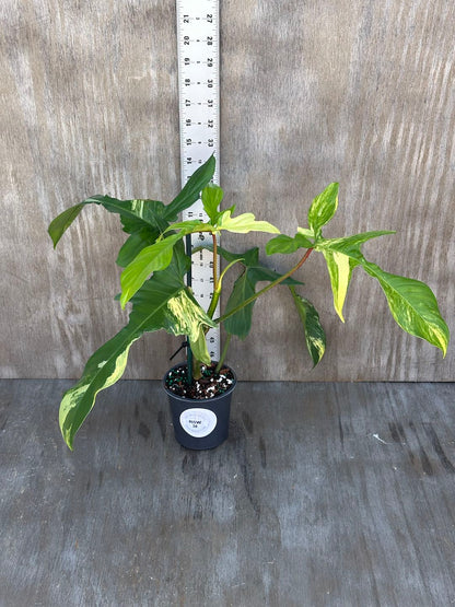 Philodendron 'Florida Beauty' in a 5-inch pot, showcasing large, slender leaves with serrated edges and intricate variegation.