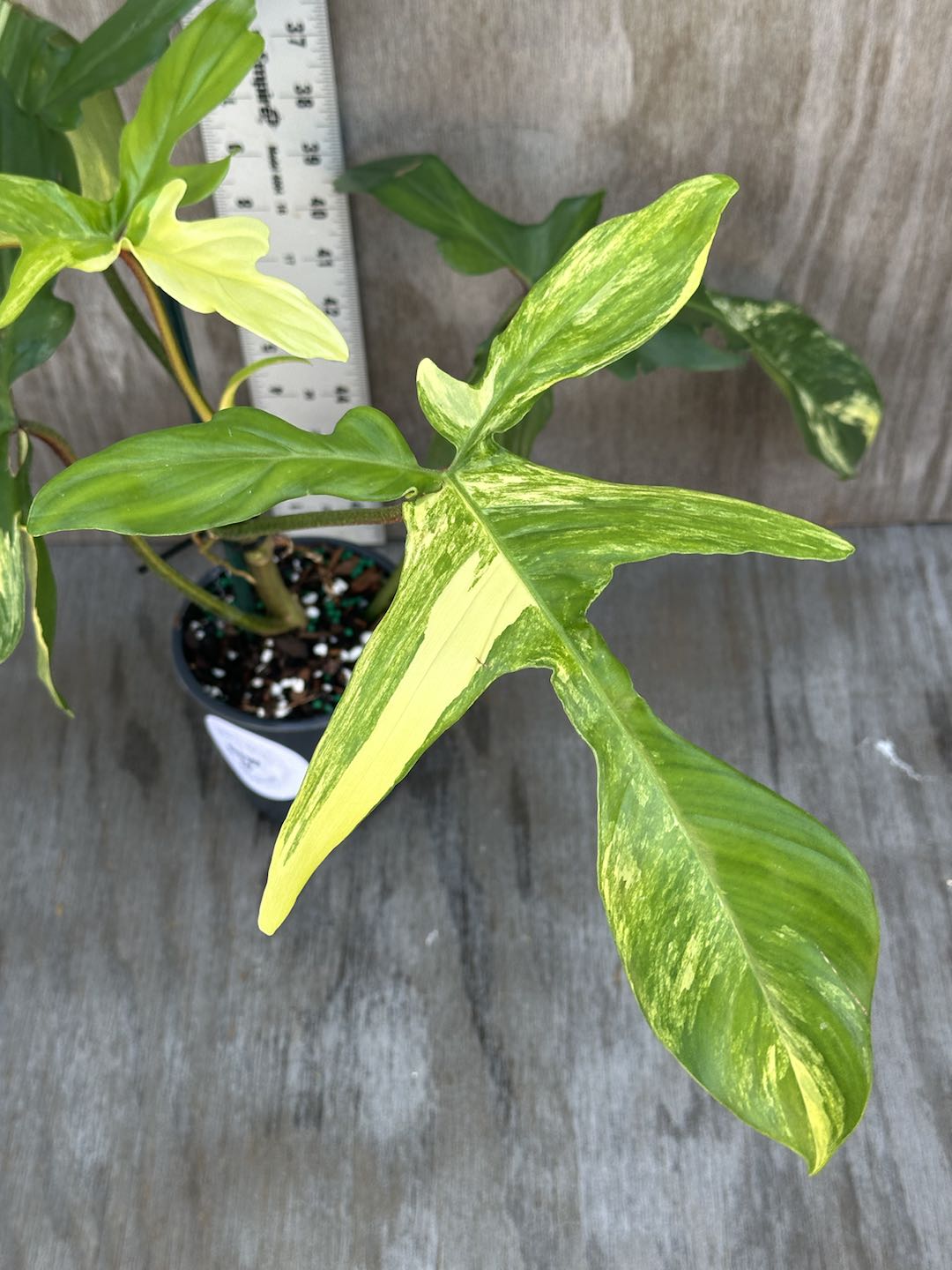 Philodendron 'Florida Beauty' (815W16) in a 5-inch pot, showcasing large, serrated leaves with unique variegation.