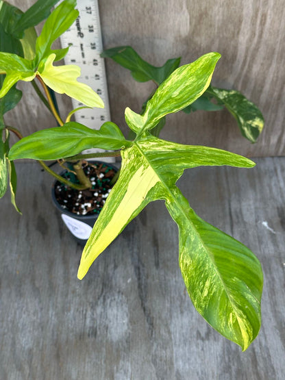 Philodendron 'Florida Beauty' (815W16) in a 5-inch pot, showcasing large, serrated leaves with unique variegation.