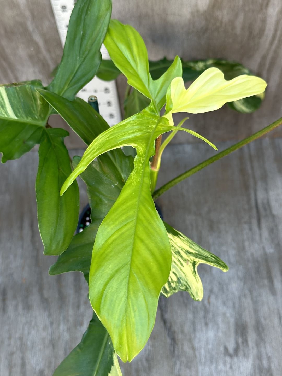 Philodendron 'Florida Beauty' (815W16) with large, slender, serrated leaves in a 5-inch pot. The plant showcases unique variegation and distinctive foliage shape.