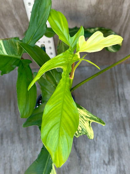 Philodendron 'Florida Beauty' (815W16) with large, slender, serrated leaves in a 5-inch pot. The plant showcases unique variegation and distinctive foliage shape.