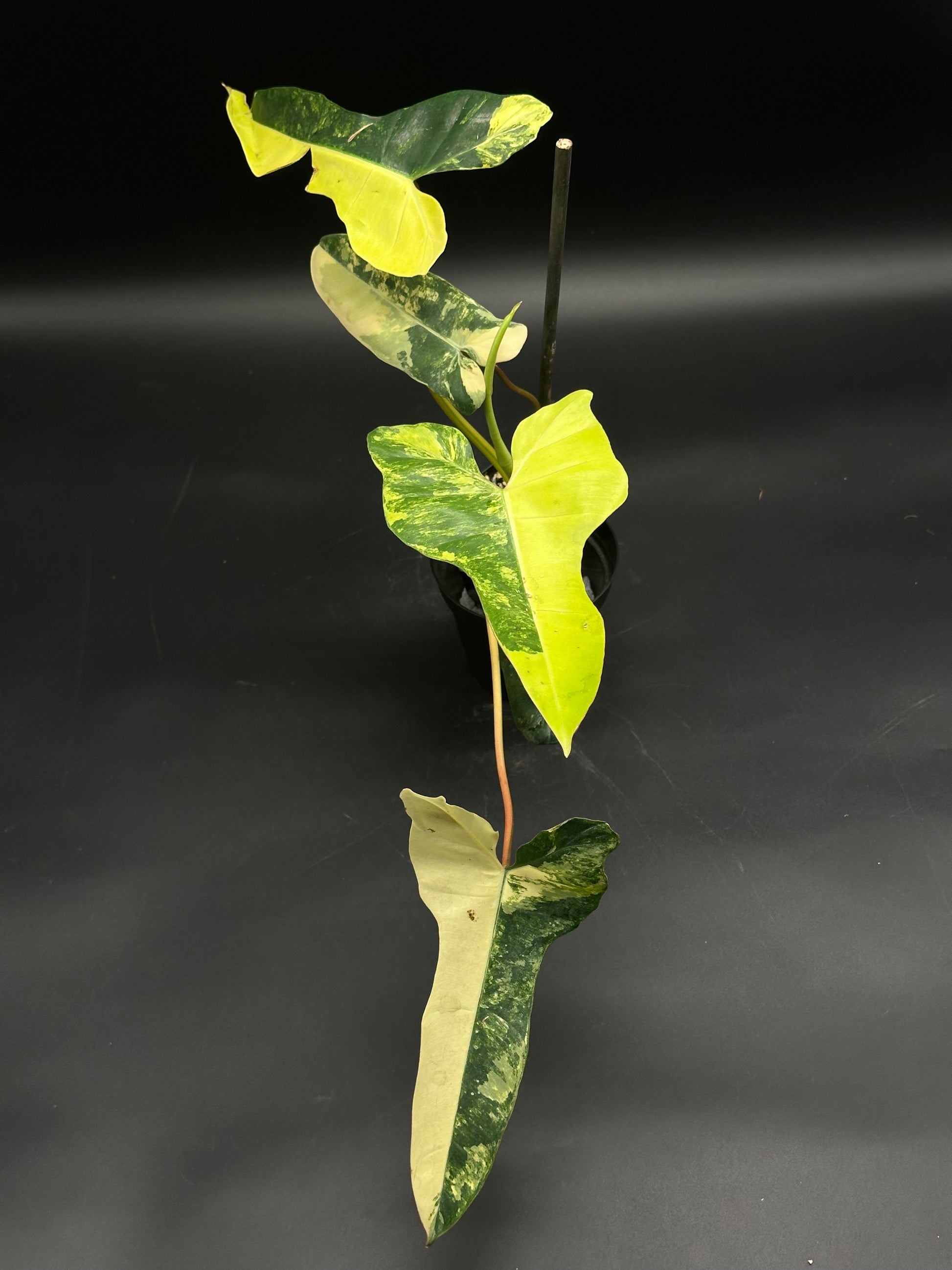 florida philodendron ground varigated Philodendron ('Florida Beauty' x Billietiae) (130W164)