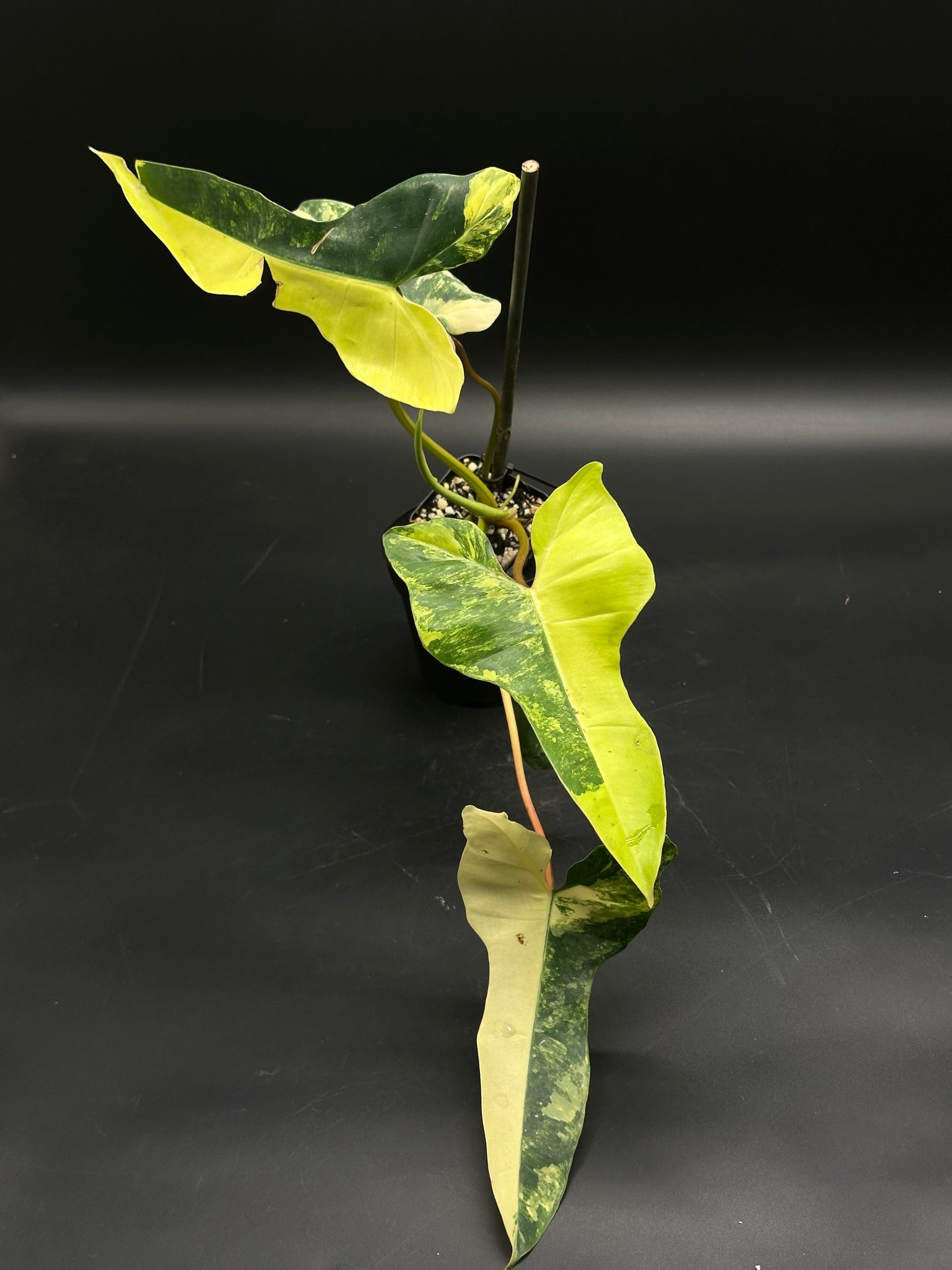 philodendron arrow Philodendron ('Florida Beauty' x Billietiae) (130W164)