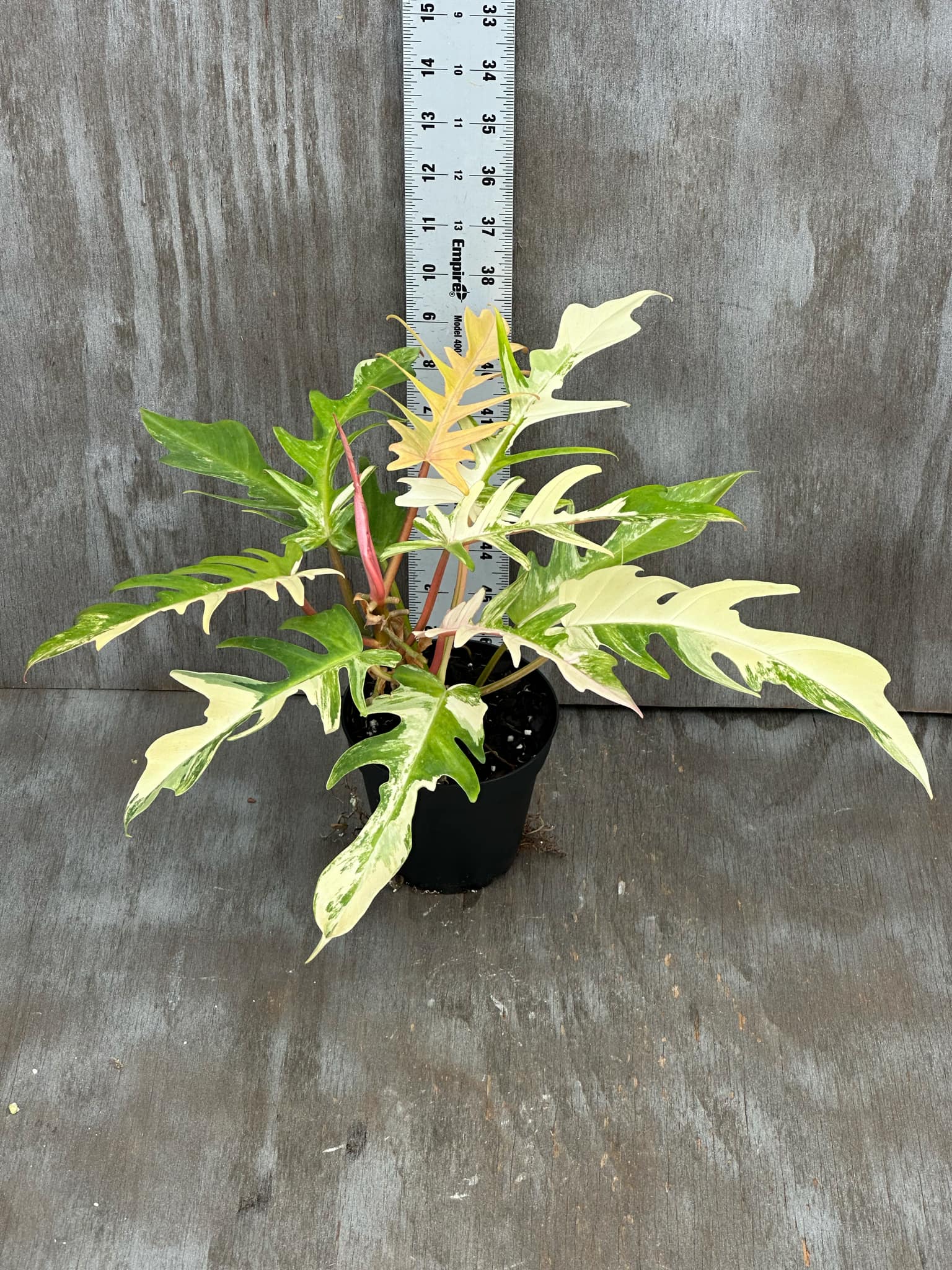 Philodendron Florida Beauty x Tortum Variegated (PFBH1) 🌱 in a 5-inch pot, showcasing large, uniquely-shaped, heavily-variegated leaves on a wooden surface.