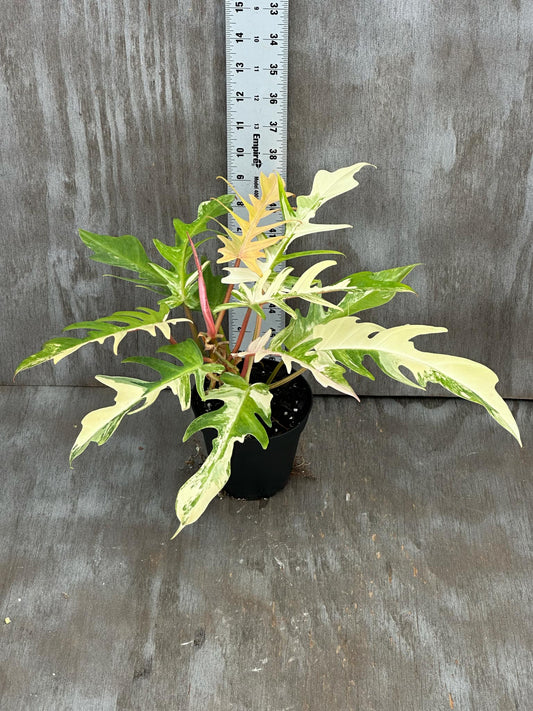 Philodendron Florida Beauty x Tortum Variegated (PFBH1) 🌱 in a 5-inch pot, showcasing large, uniquely-shaped, heavily-variegated leaves on a wooden surface.