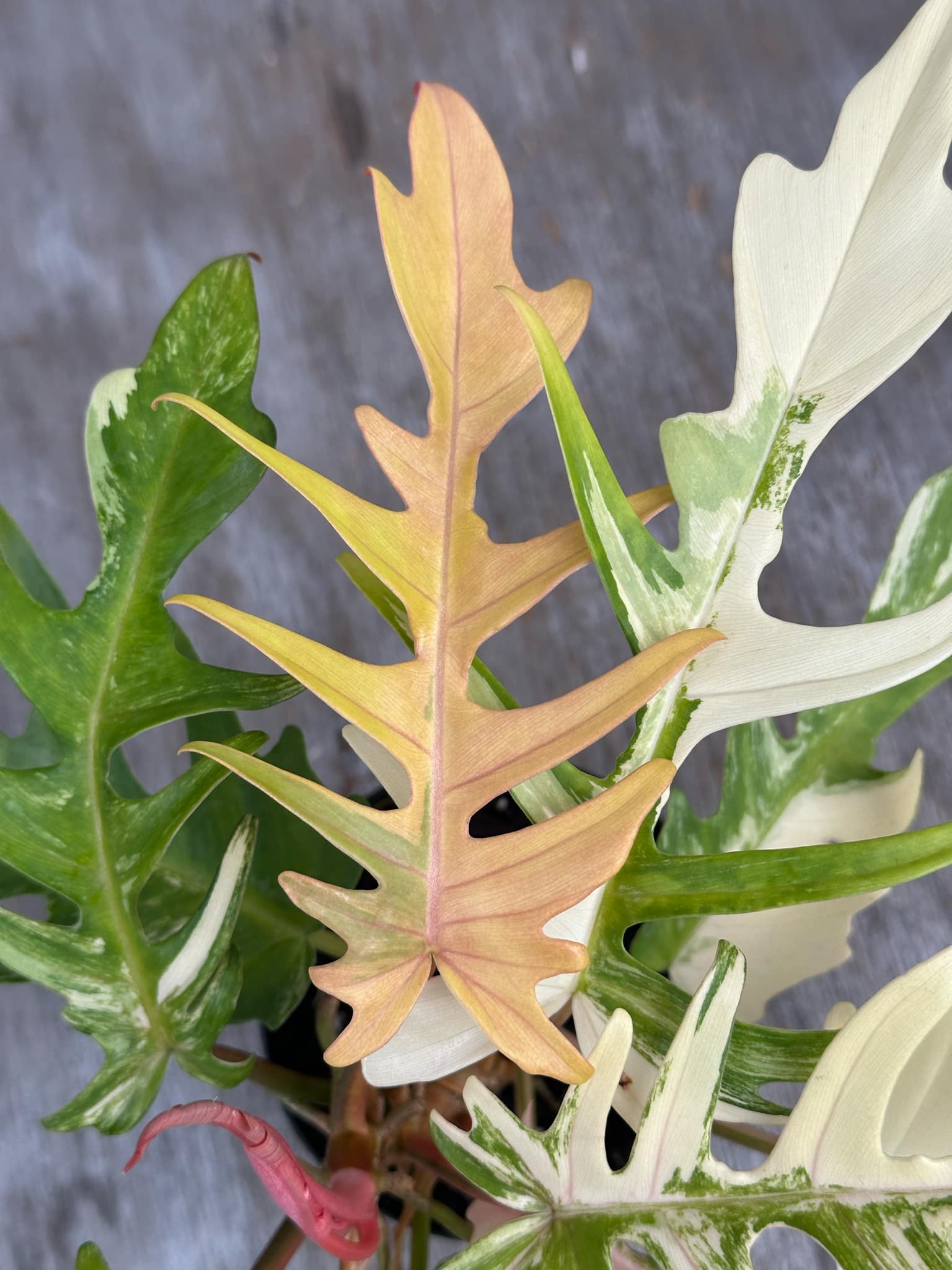 Philodendron Florida Beauty x Tortum Variegated (PFBH1) 🌱 in a 5-inch pot, showcasing heavily variegated, uniquely-shaped leaves, with the largest leaf measuring 14 inches.