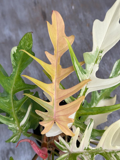 Philodendron Florida Beauty x Tortum Variegated (PFBH1) 🌱 in a 5-inch pot, showcasing heavily variegated, uniquely-shaped leaves, with the largest leaf measuring 14 inches.