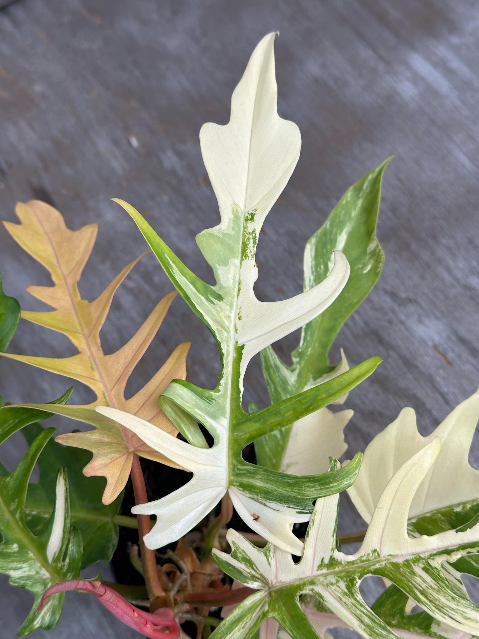 Philodendron Florida Beauty x Tortum Variegated (PFBH1) in a 5-inch pot, showcasing large, uniquely-shaped variegated leaves, close-up view of leaf and plant details.