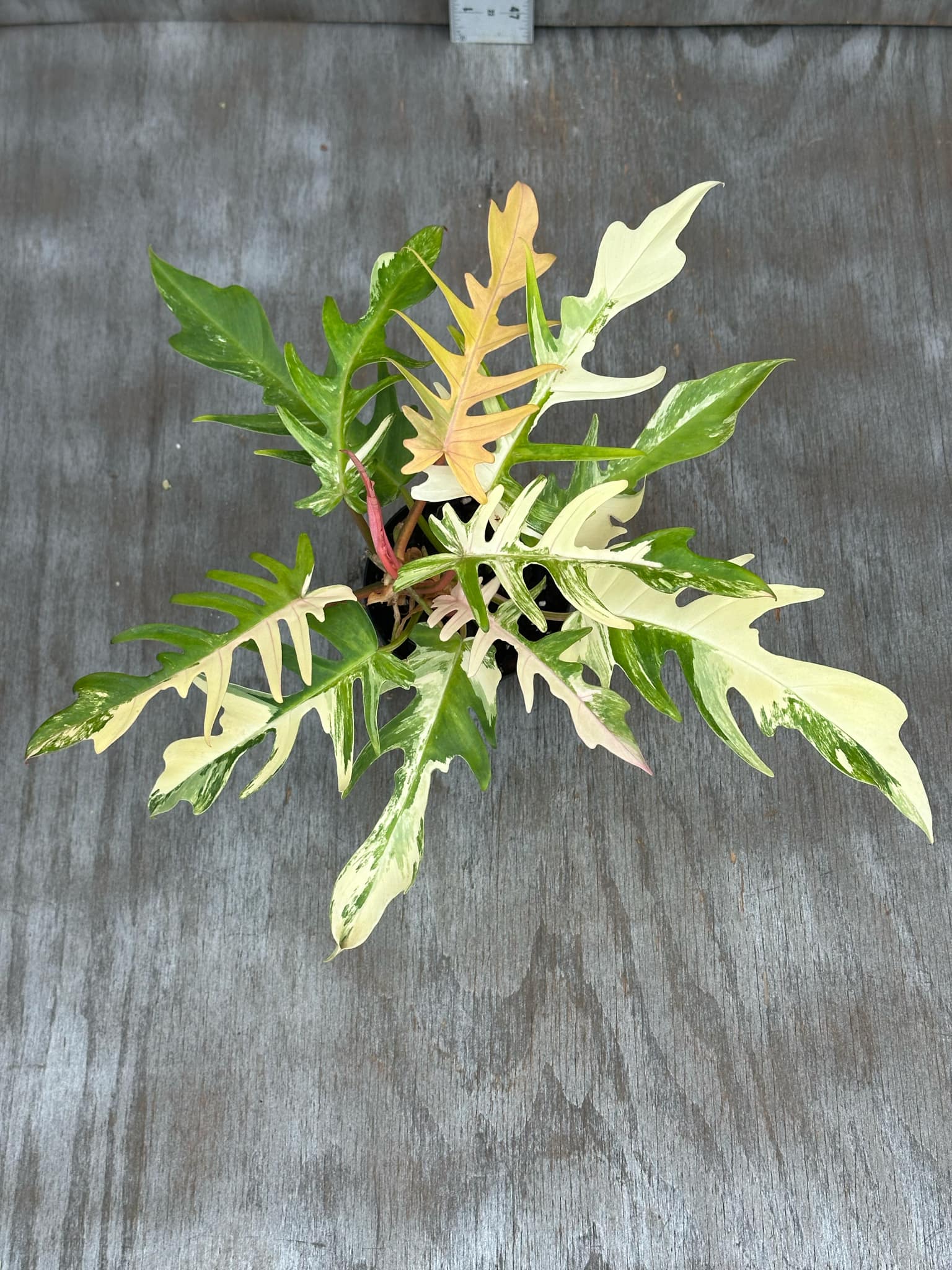 Philodendron Florida Beauty x Tortum Variegated (PFBH1) 🌱 in a 5-inch pot, showcasing large, uniquely-shaped, heavily-variegated leaves, close-up details of foliage visible.