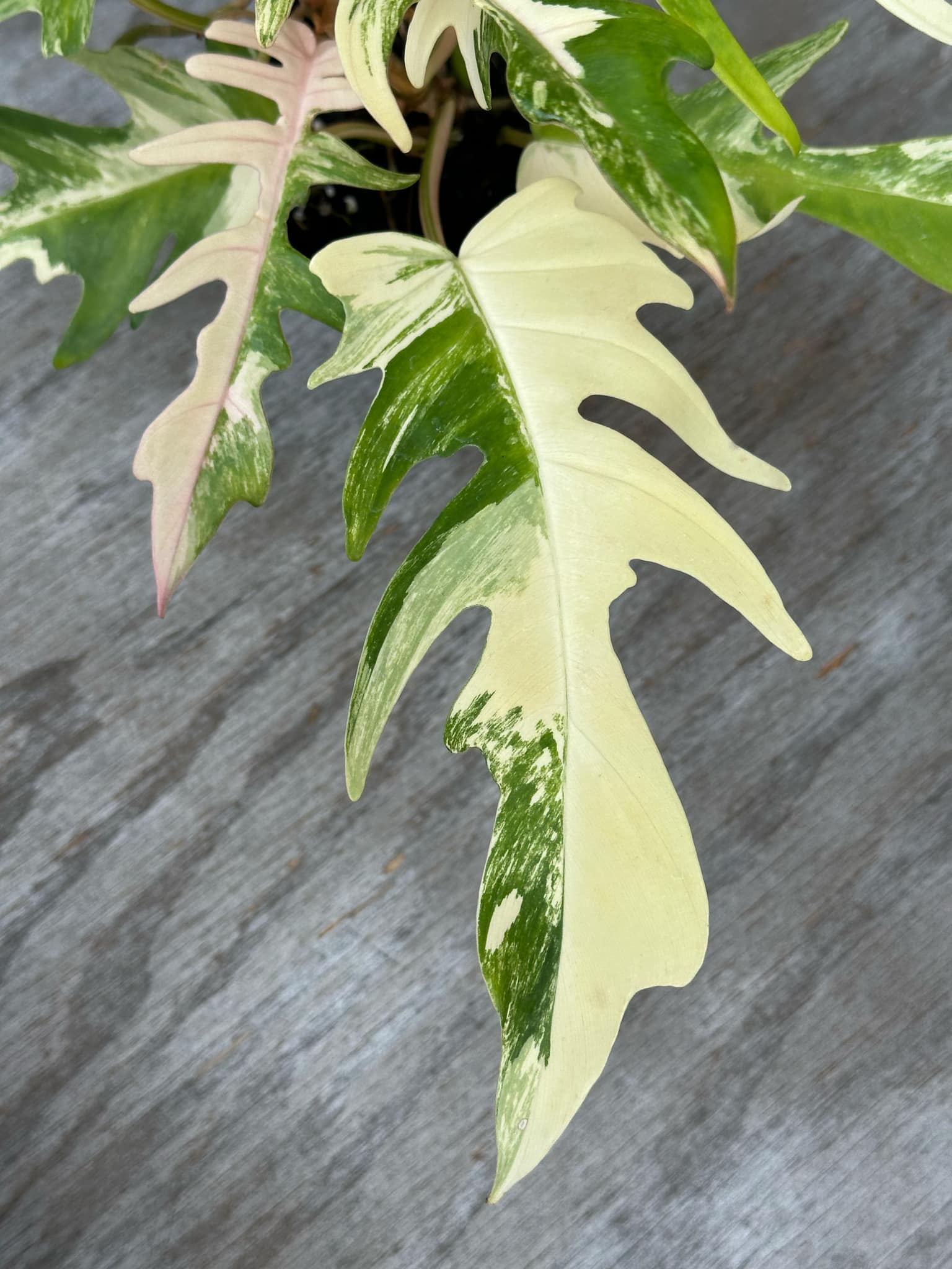 Philodendron Florida Beauty x Tortum Variegated (PFBH1) 🌱, showcasing a close-up of its large, variegated, uniquely-shaped leaf in a 5-inch pot.