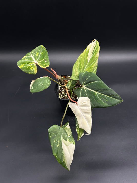 Philodendron Gloriosum cv. 'Galaxy' (130W047)⭐ in a black pot, showcasing arrow-shaped leaves with green and creamy white variegation and pink petioles against a dark background.