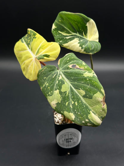Philodendron gloriosum 'Galaxy' (130W064) with heart-shaped leaves, featuring bright white veins and starry speckled variegation, in a black nursery container.