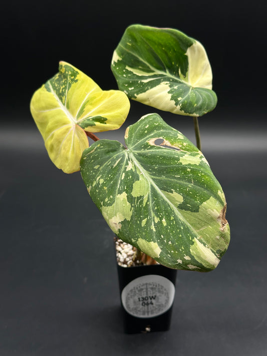 Philodendron gloriosum 'Galaxy' (130W064) with heart-shaped leaves, featuring bright white veins and starry speckled variegation, in a black nursery container.