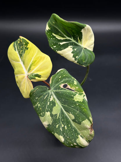 Philodendron gloriosum 'Galaxy' features heart-shaped leaves with starry variegation, showcasing dark green, pale yellow, and creamy white marbled patterns.