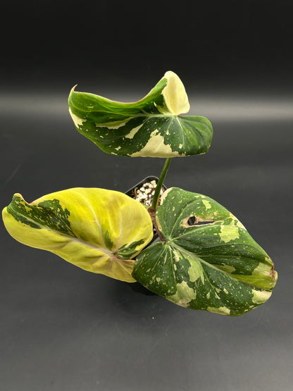 Philodendron gloriosum 'Galaxy' with heart-shaped leaves featuring bright white veins and starry variegation, resembling a celestial nebula, in a pot against a dark backdrop.