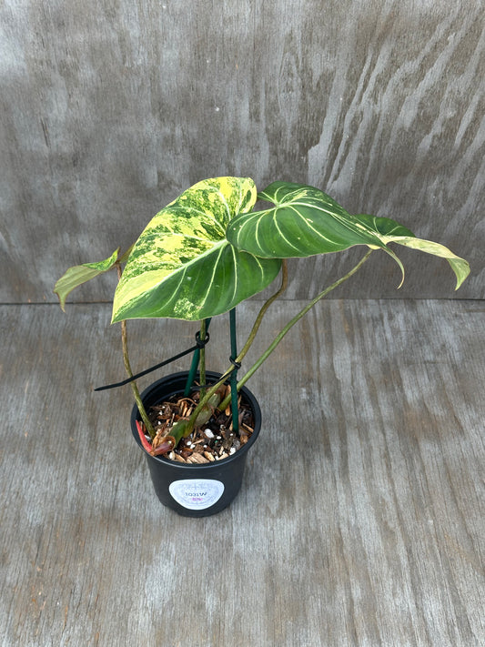 Philodendron Gloriosum Variegated (1031W55) in a pot, showcasing green and yellow variegated leaves, perfect for exotic houseplant enthusiasts.