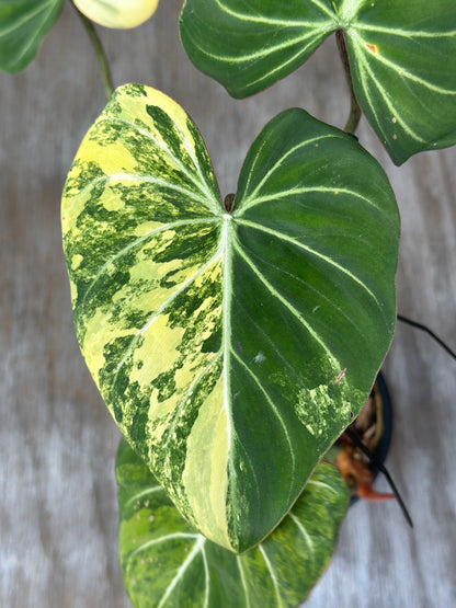 Philodendron Gloriosum Variegated (1031W55) close-up, showcasing its distinct leaf variegation, ideal for exotic houseplant enthusiasts at Next World Exotics.