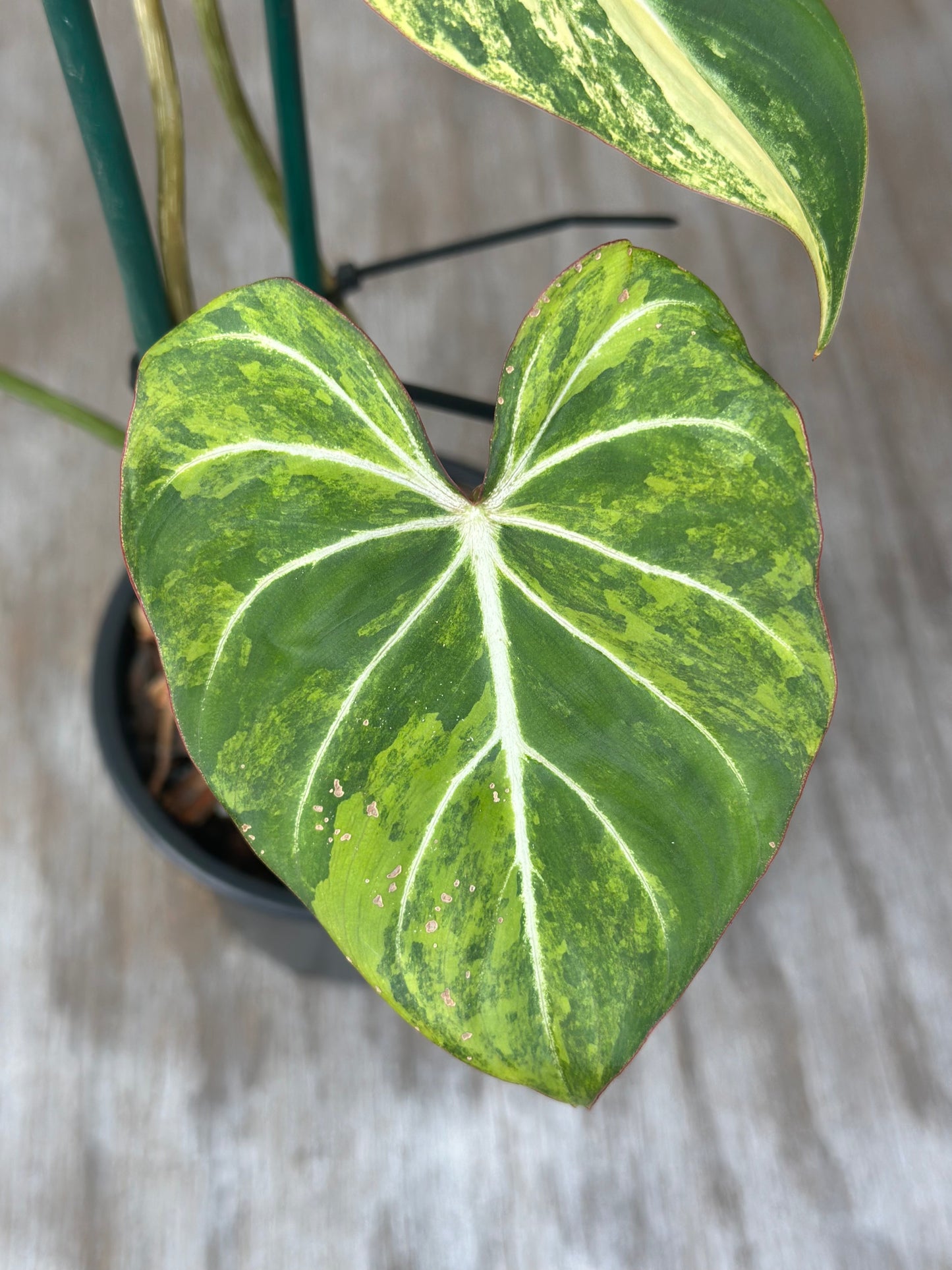 Close-up of a Philodendron Gloriosum Variegated leaf, showcasing its distinct white veins against lush green, ideal for exotic houseplant collectors.